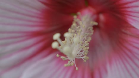 Flower-Pistil-and-Stamen