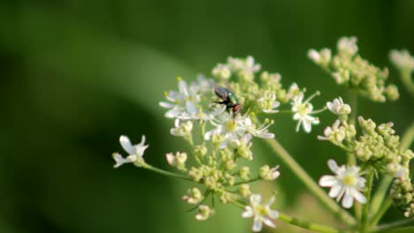 Volar-en-flores