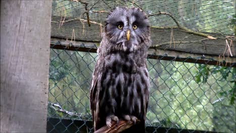 Great-Gray-Owl