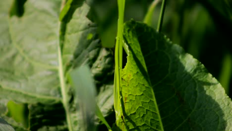 Grünes-Blatt-Nahaufnahme