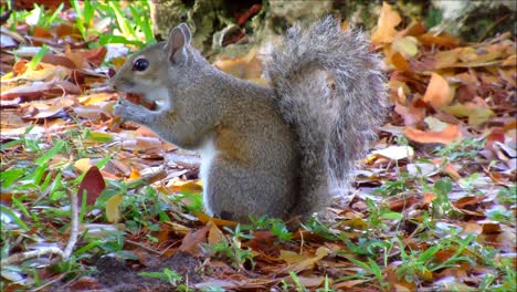 Ardilla-gris-comiendo