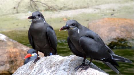 Charranes-incas-juveniles