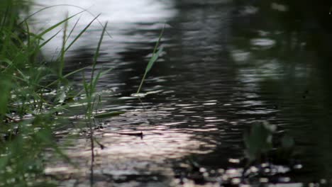 Lago-en-el-bosque-1