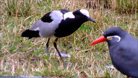 Lapwing-and-Tern