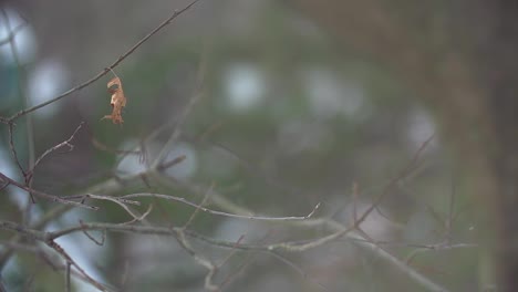 Letztes-Blatt