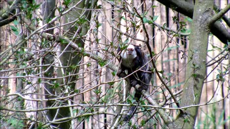 Marmoset-en-ramas