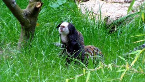 Two-Marmosets-in-Grass