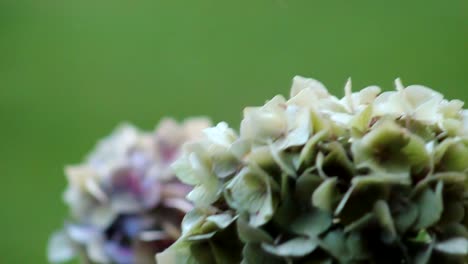 Watering-White-Flowers-Slow-Motion