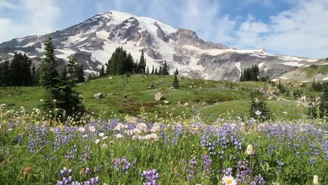 Wildflowers-on-Mt-Rainier