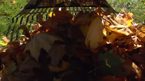 Raking-Leaves-POV