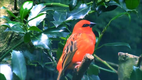 Canto-Rojo-Fody