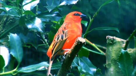 Red-Fody-Between-Leaves