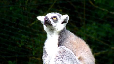 Ring-Tailed-Lemur