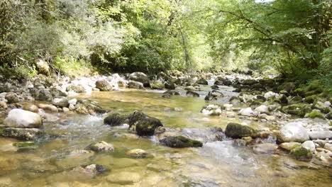 Fluss-Im-Wald