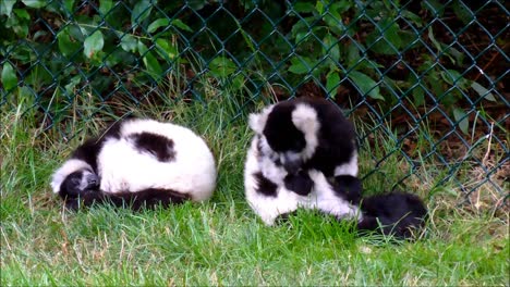 Ruffed-Lemurs-in-Zoo