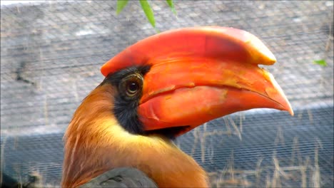 Rotbrauner-Nashornvogel