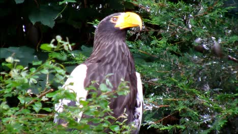 Stellers-Sea-Eagle-2