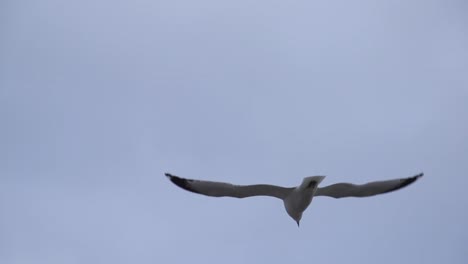 Gaviota-volando