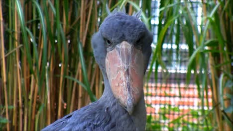 Primer-plano-de-Shoebill