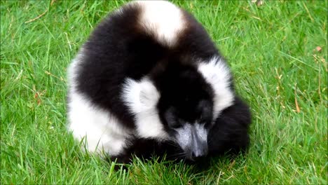 Ruffed-Lemur-2