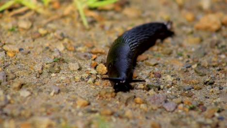 Schnecke-Kriecht-Im-Sand