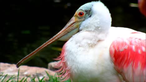 Spoonbill-Close-Up