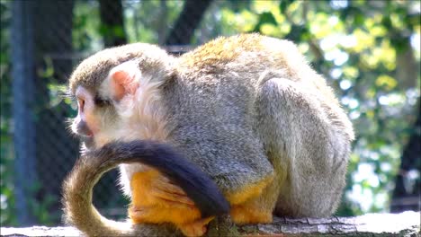 Squirrel-Monkey