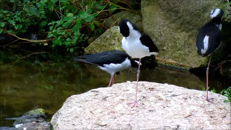 Black-Necked-Stilts-2