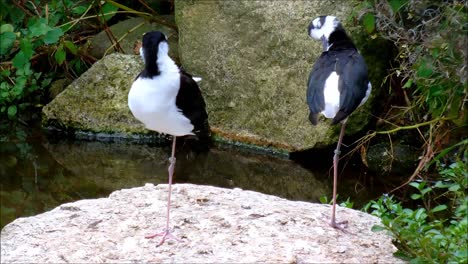 Black-Necked-Stilts-1