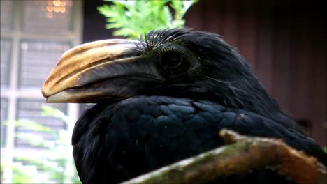 Sulawesi-Nashornvogel