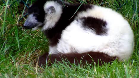 Ruffed-Lemur-1