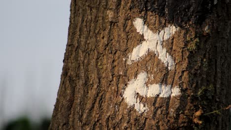 Wegmarkierung-Am-Baum