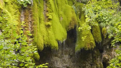 Waterfall-of-Moss