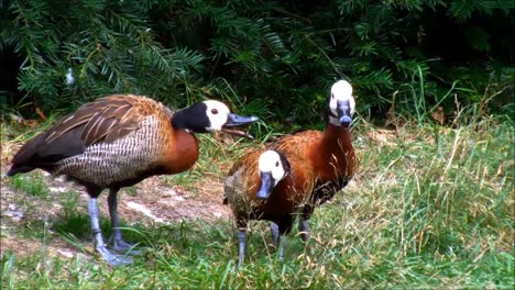 Patos-silbadores-de-cara-blanca-2