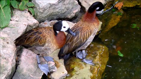 Patos-Silbantes-De-Cara-Blanca