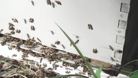 Bienen-Und-Bienenstock