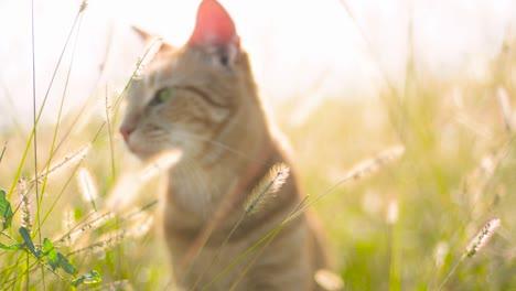 Cat-in-the-Sun