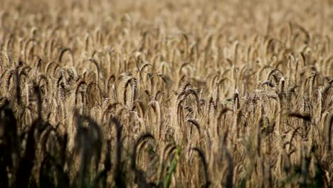 Cornfield-in-Wind