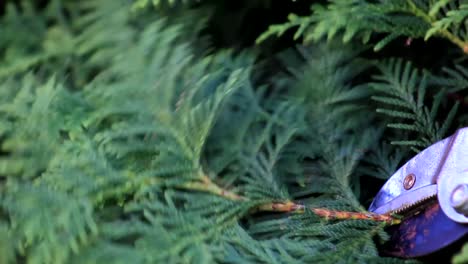 Pruning-a-Bush