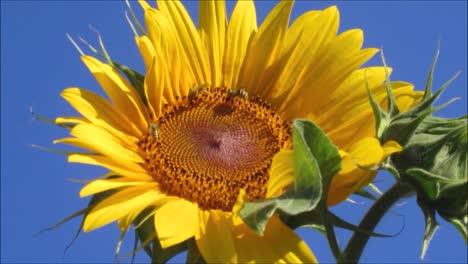 Girasol-Con-Abejas-1