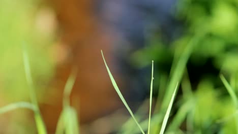 Grass-Blades-and-Lake