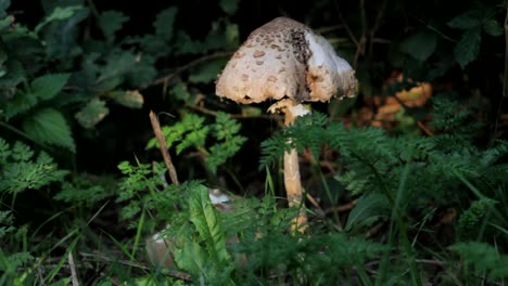 Riesiger-Pilz-Im-Wald