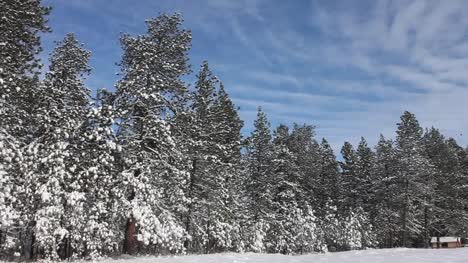 Verschneite-Baumgrenze-Mit-Hütte