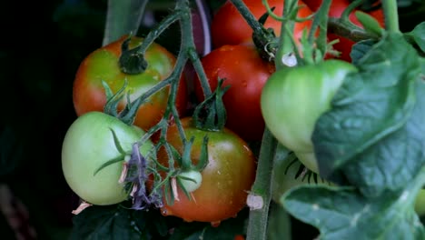 Tomato-Plant