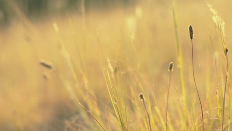 Wild-Grass-