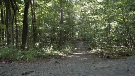 Wooded-Park-Pathway