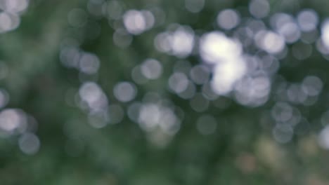 Abstract-Bokeh-Trees-UHD