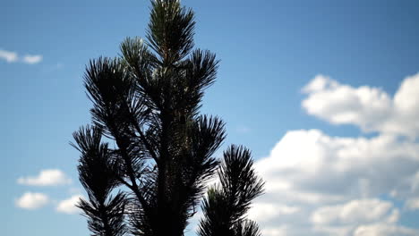 Clouds-Time-Lapse-with-Bosnian-Pine-Tree