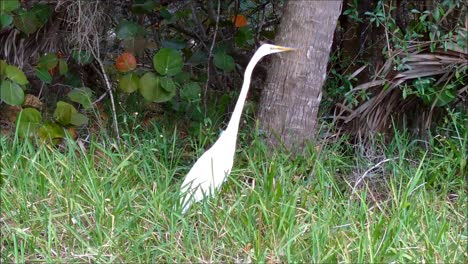 Great-Egret