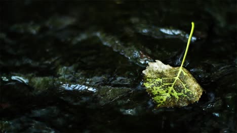 Blatt-In-Einem-Bach